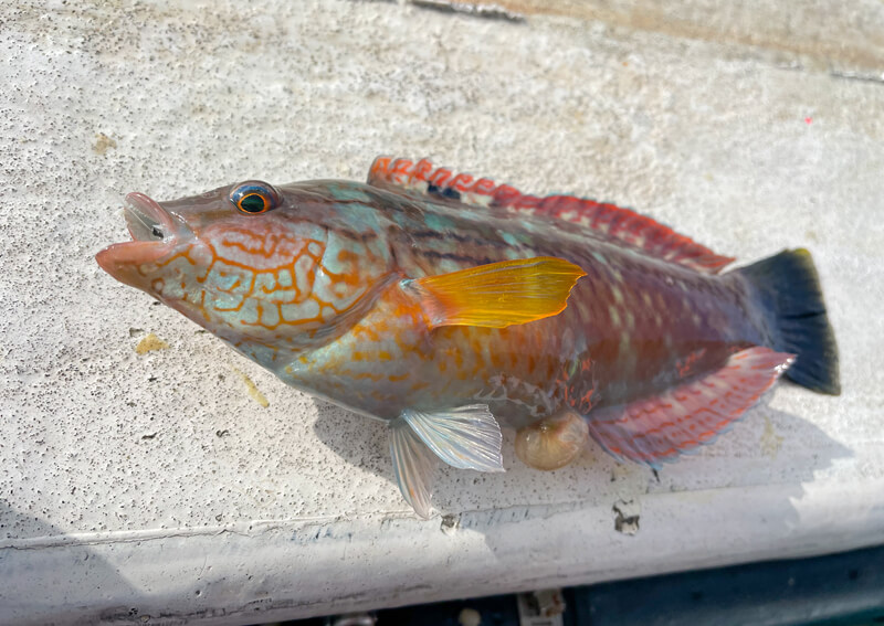 07_　ゲストのベラ