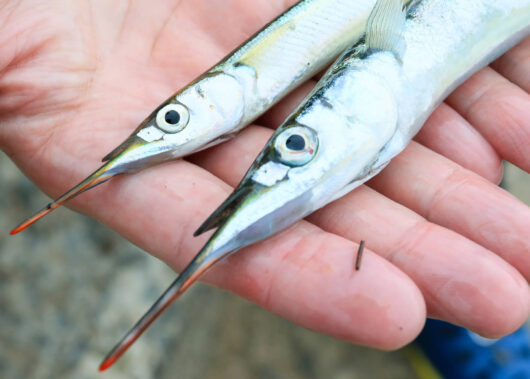 効率よく数を釣るために