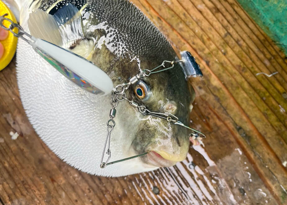 美味だけど猛毒」という魚!?トラフグの船釣り専用仕掛シリーズが今春新