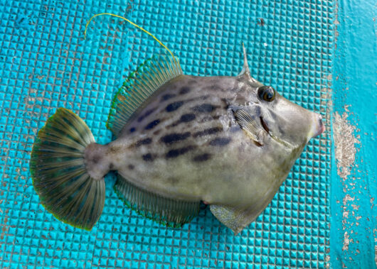 【カワハギ】釣って楽しい、食べて美味しい！
