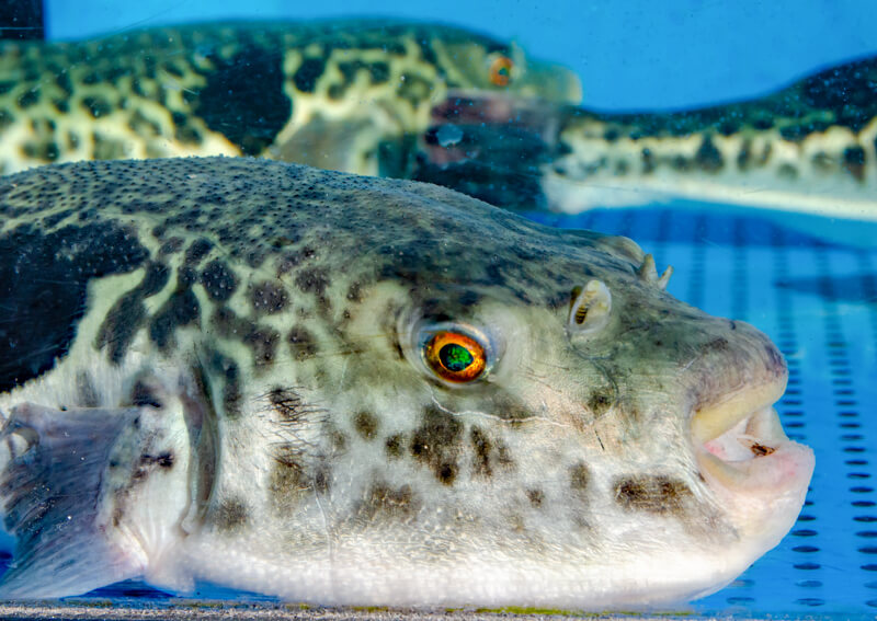 13_　高級魚トラフグ