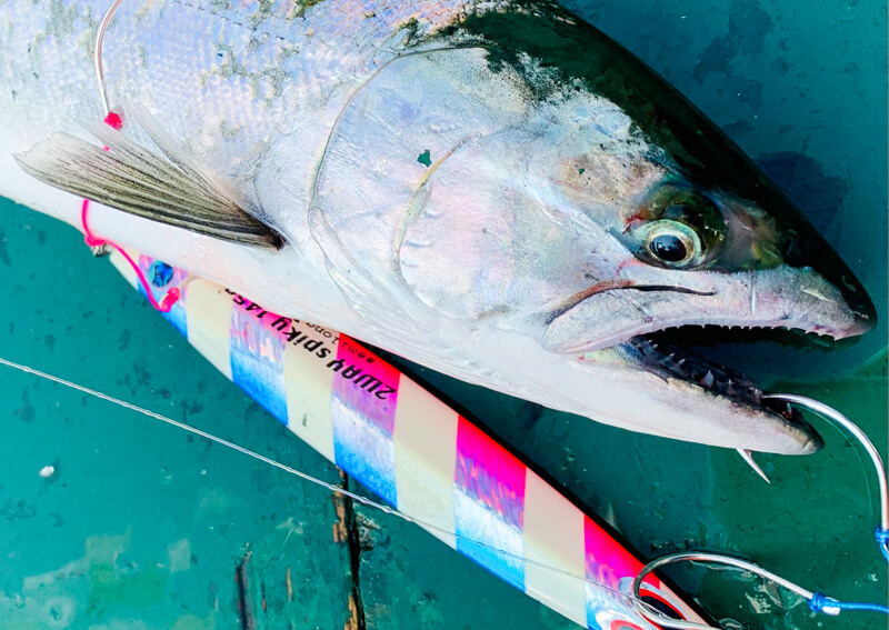 01_　サクラマスの口に掛かったジグ