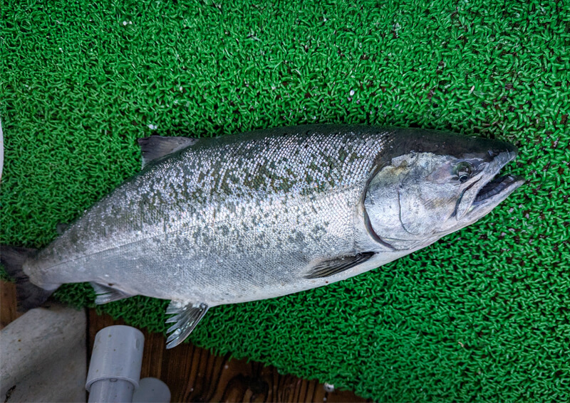 02_　サクラマス