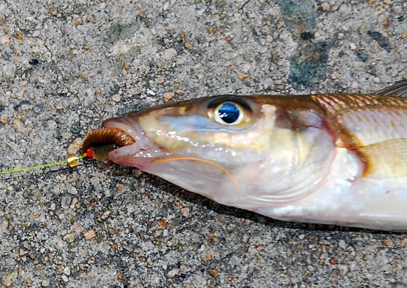 02_ 魚の口もとに掛かったハリ