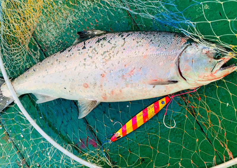 04_　サクラマス