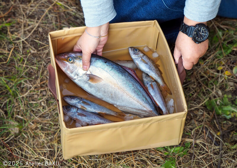 05_　ショッコ_01