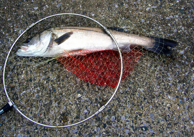 07_ 取り込んだ魚