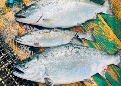 07_　サクラマス3