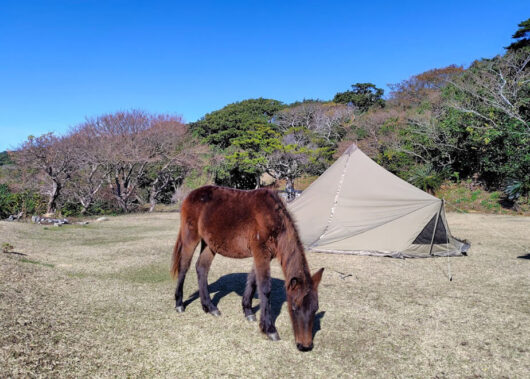 灯台と野生馬に出会う特別な時間！