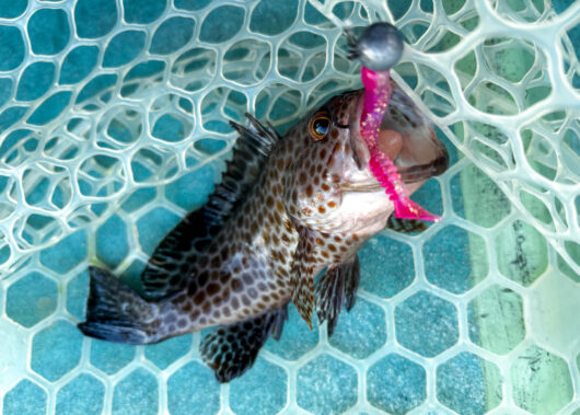 【超初心者必見!!】かんたん＆万能！