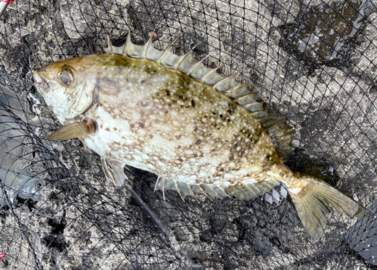 磯臭さと毒棘がネック？