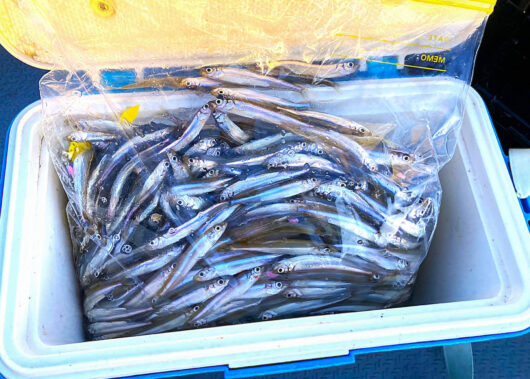 回遊を読むのが近道！