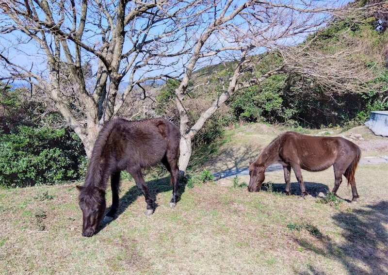 10_　距離を保ち観察