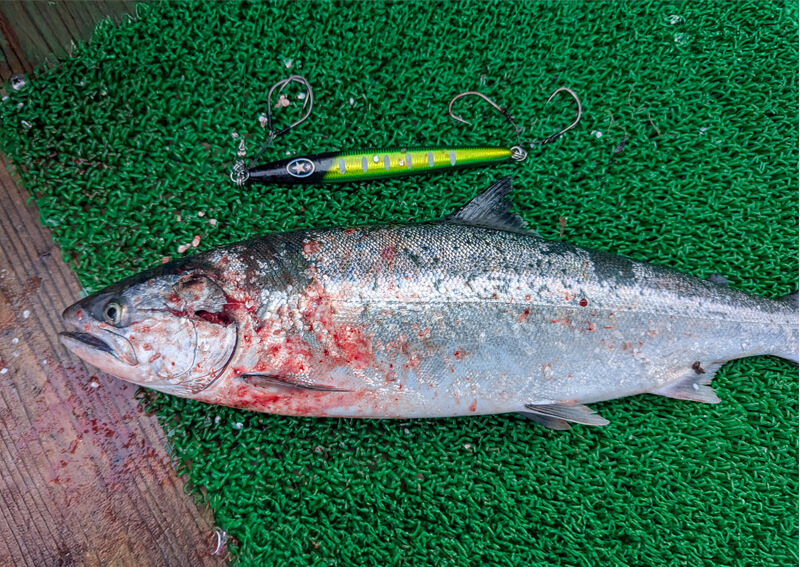 11_　サクラマス釣果