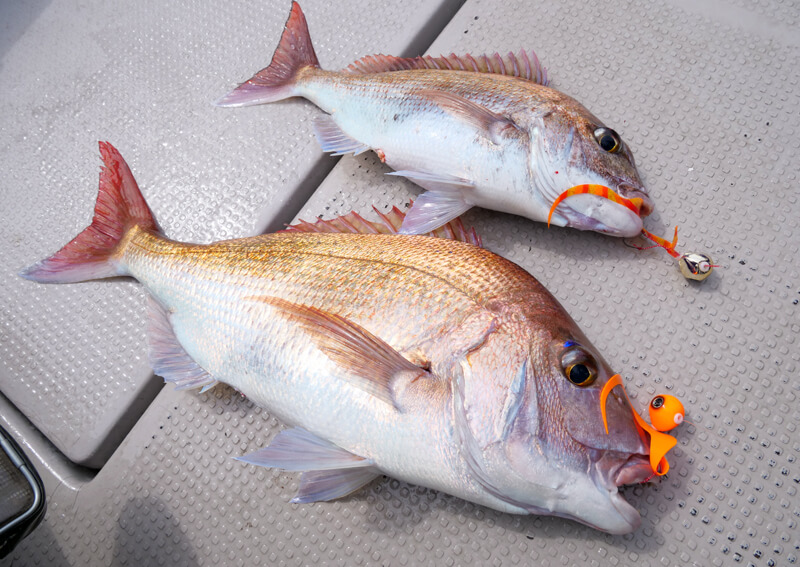 25_　タイラバ＆マダイ