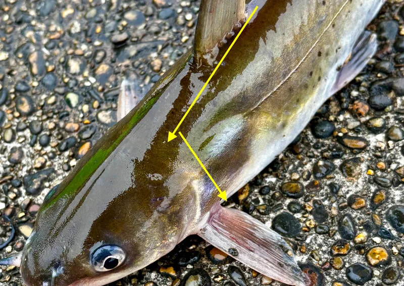 アメリカナマズのさばき方