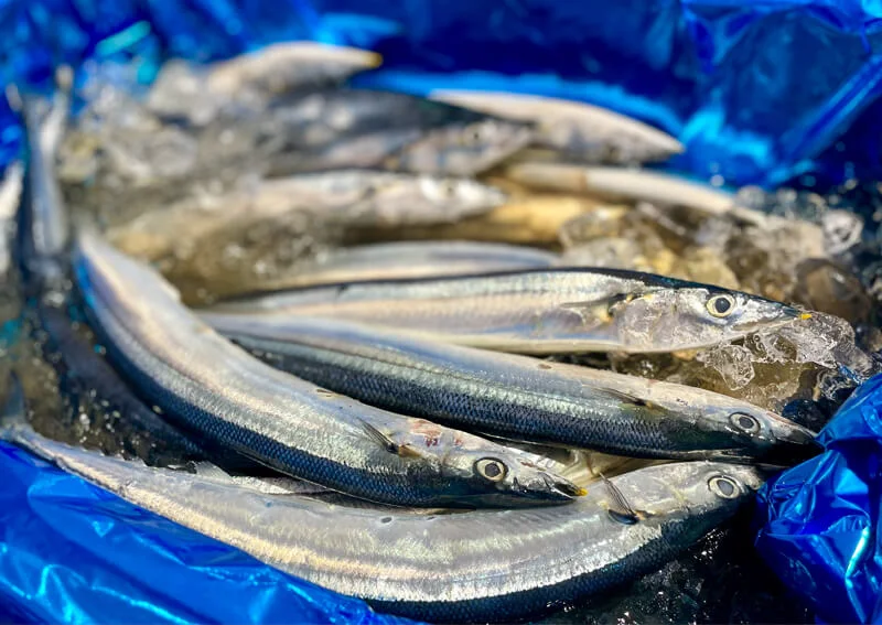 サンマの選び方と美味しい調理法