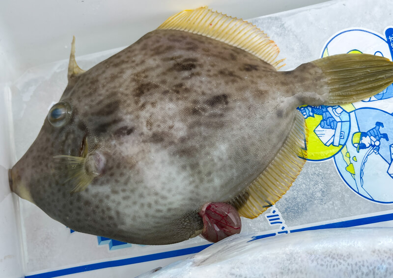 01_ カワハギ初心者でも釣れる準備の進め方と釣り方 (15)