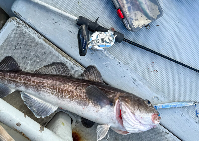 02_　マダラ釣果