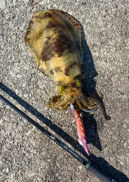 02_　アオリイカ