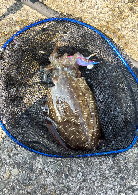 03_　モンゴウイカ（カミナリイカ）