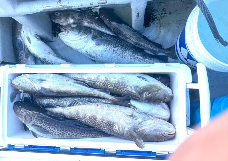 04_　クーラーボックス満杯