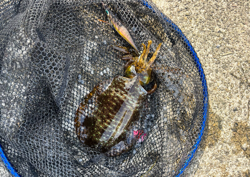 05_　デイエギング