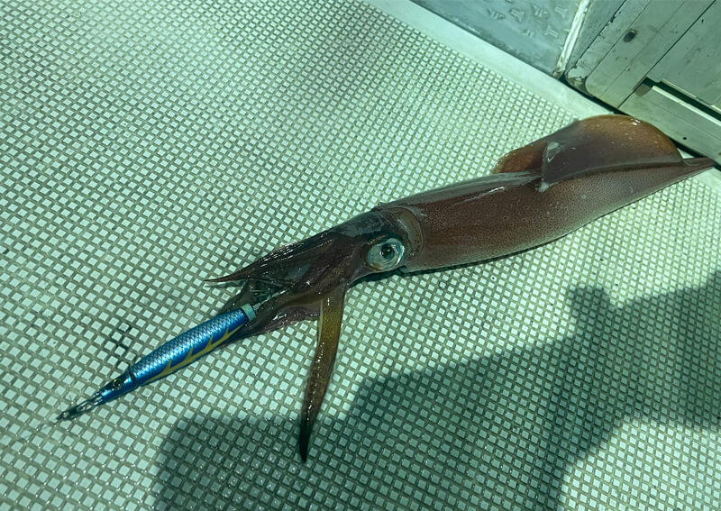 06_ イカメタル釣果