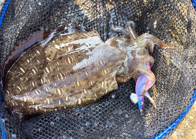 06_　初モンゴウイカ