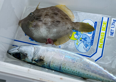 07_ カワハギ初心者でも釣れる準備の進め方と釣り方 (14)