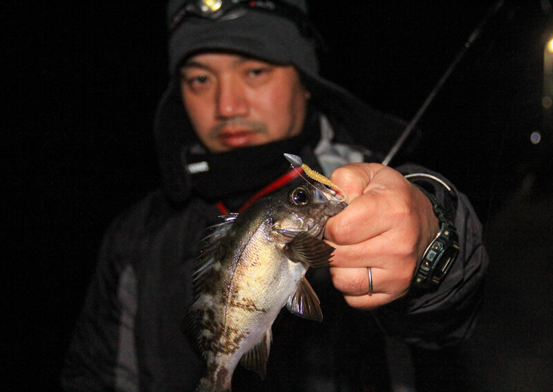 07_　メバル（メバリング釣果）