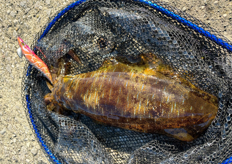 07_　初アオリイカ