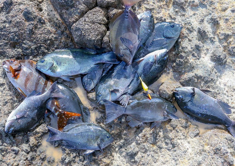 09_　当日の釣果