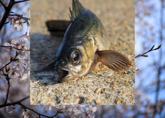 今月釣れる旬の魚【3・4月】