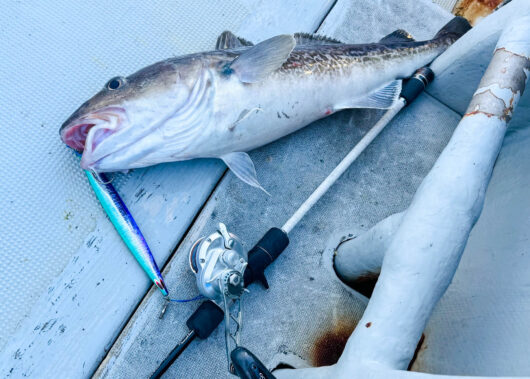 春の三陸マダラジギング入門！