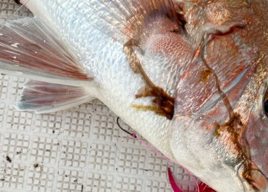 冬の高松沖タイラバ