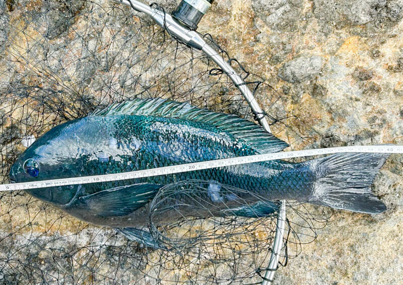 10_　最大のメジナ