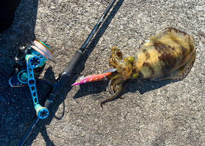 12_　アオリイカ２