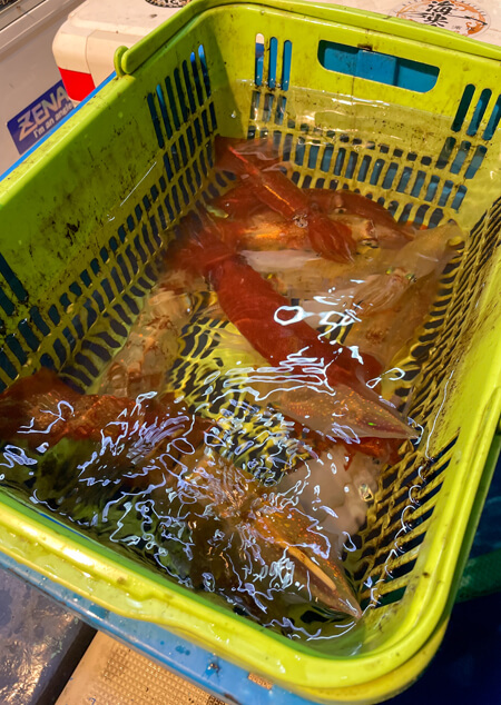 23_ カゴ一杯の釣果