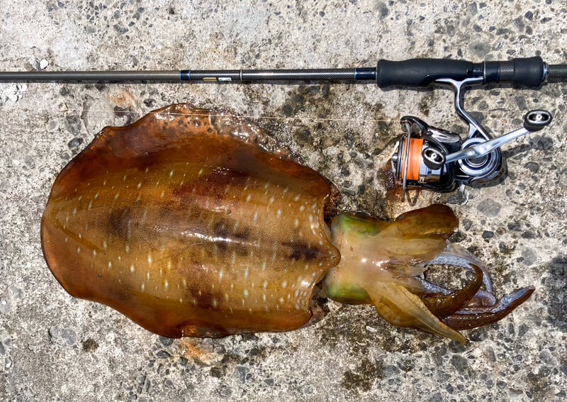 02_　新島若鄕漁港でのモンスター