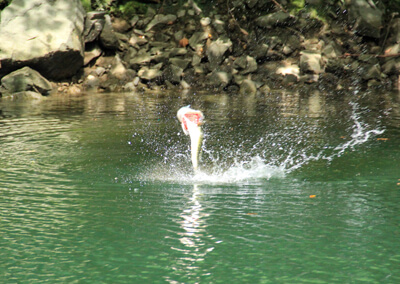 07_ ブラックバス