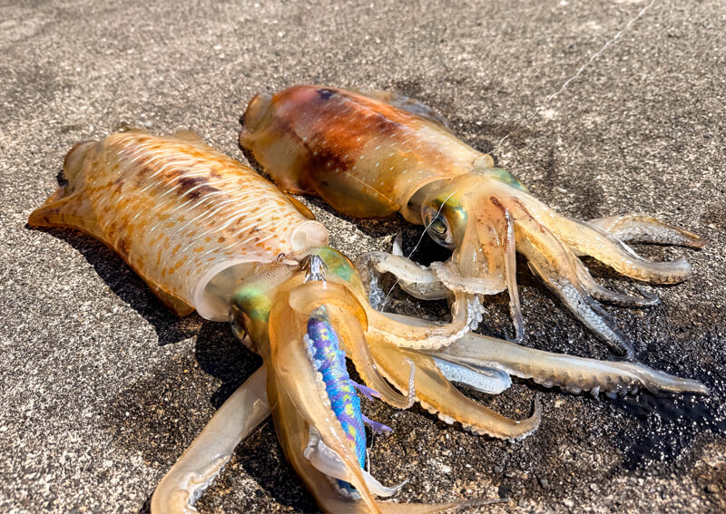 07_　アオリイカ釣果