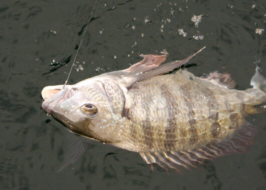 ハリ先の角度と長さで変わるハリ性能