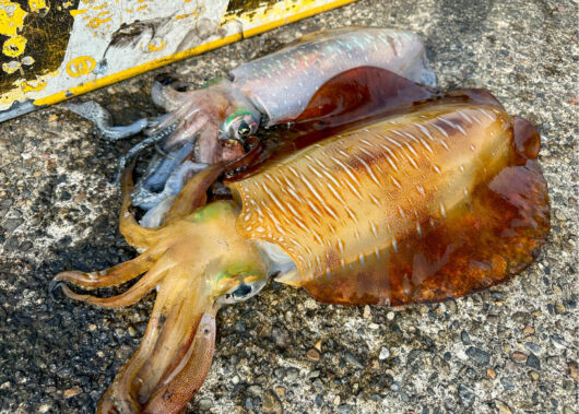 【春アオリイカ攻略】潮を読んで待つ！