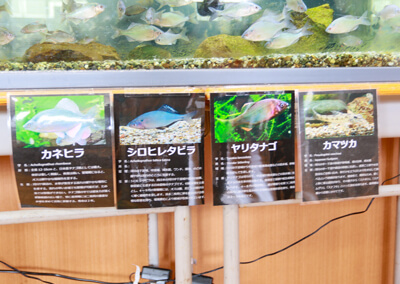10_　観察水槽