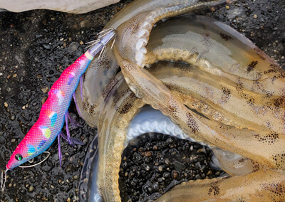 11_　パイロットエギとなるピンクブルー