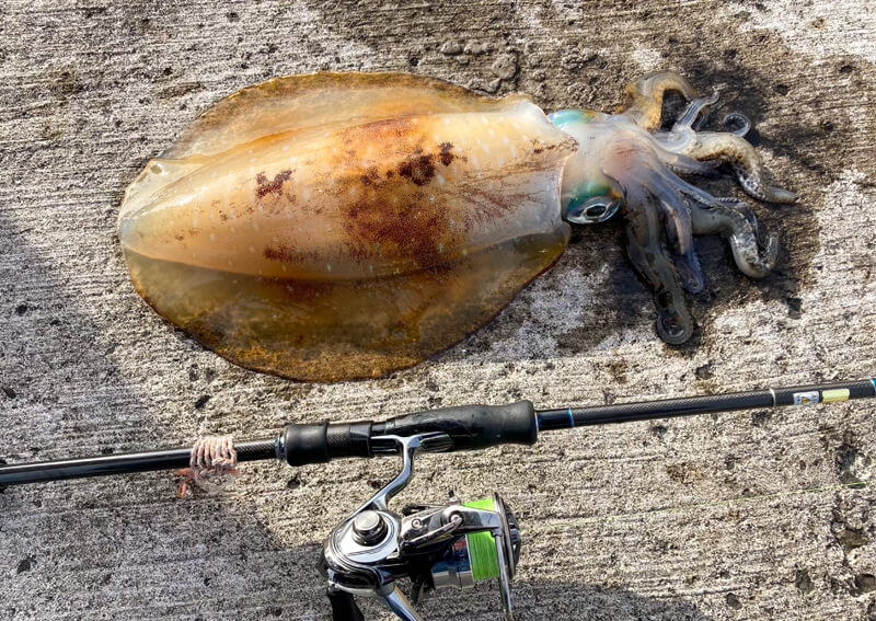 12_　タックル①