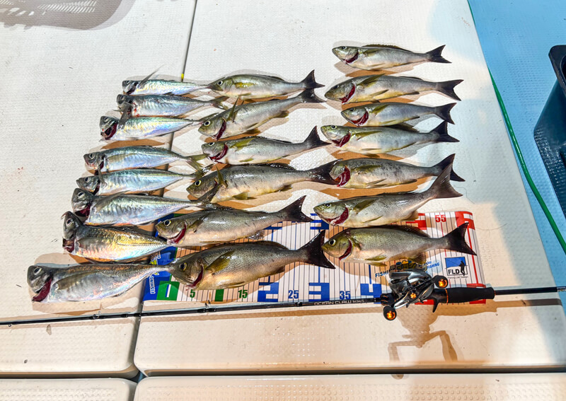 01_　当日の釣果