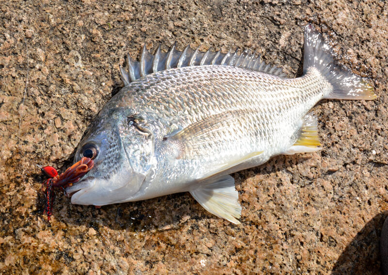 02_　魚代表