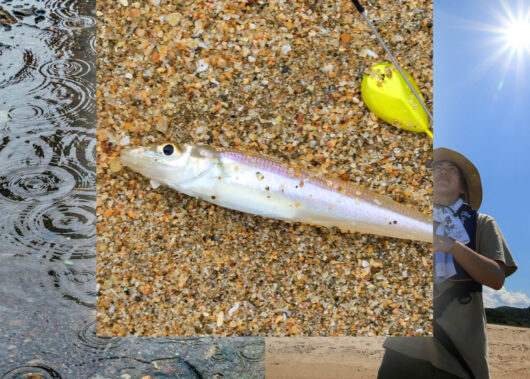 今月釣れる旬の魚【5・6月】